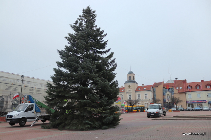 Jodła kalifornijska zdobi Stary Rynek