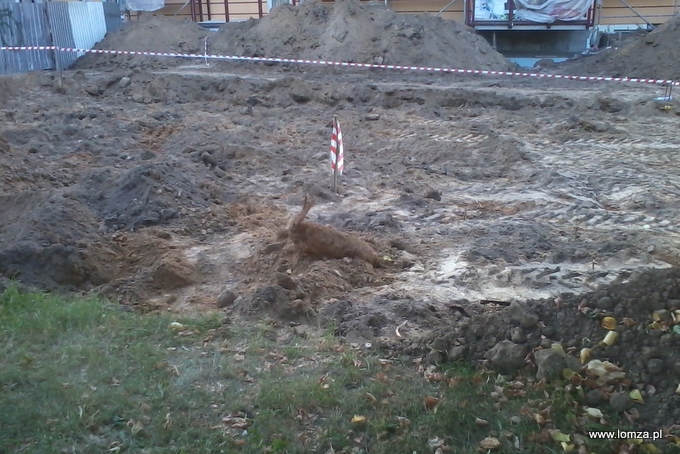 Niewybuch na osiedlu - szybka akcja saperów
