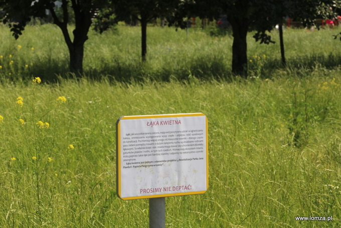 Łąka kwietna w Parku Jana Pawła II