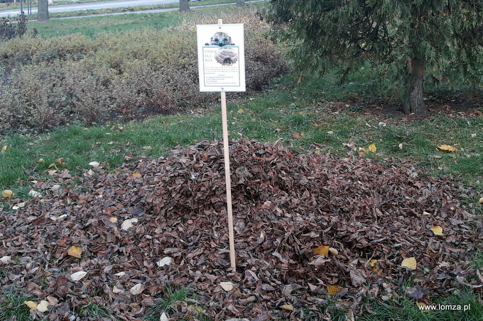 Zimowe domki dla jeży w łomżyńskich parkach